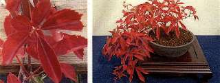 momiji-1_320.jpg