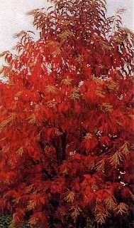 momiji-3_320.jpg
